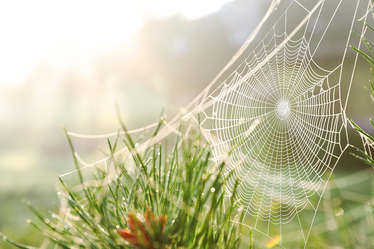 Multichannel ecommerce is depicted as a beautiful spiderweb in a meadow, a marvelous creation that helps the builder survive and thrive in its environment.